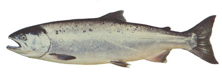 coho